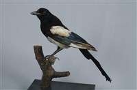 藏品(喜鵲)的圖片